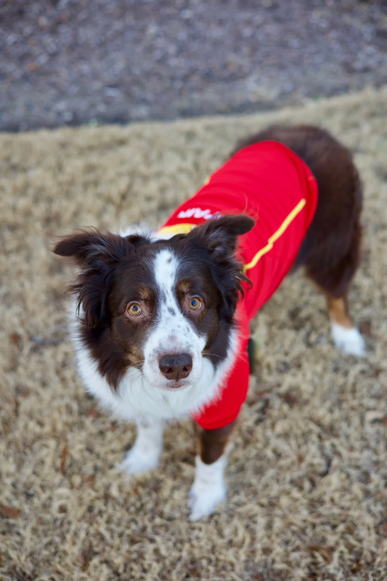 Parisian Spain Dog Jersey