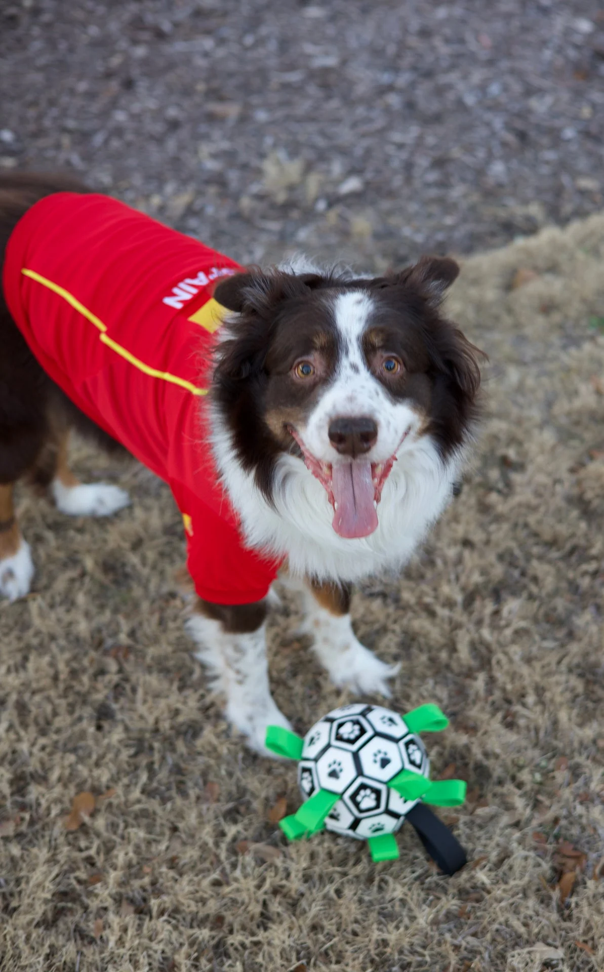 Parisian Spain Dog Jersey